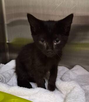 Squeaks -  Domestic Short Hair Cat for Adoption in Christiansburg, Virginia - Squeaks | PetCurious