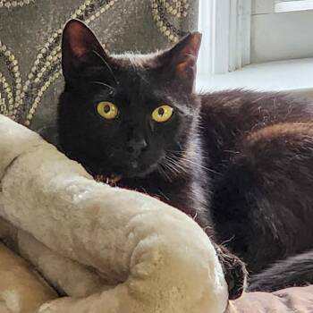 Lucy -  Domestic Short Hair Cat Available for Adoption in Stamford, Connecticut - Lucy | PetCurious