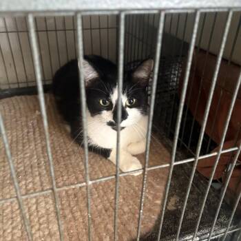Sushi (th) aka Tucky -  Domestic Short Hair Cat for Adoption in White Bluff, Tennessee - Sushi (th) Aka Tucky | PetCurious
