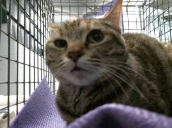 Domestic Short Hair Cats Available for Adoption in Houston, Texas - A2077613 | PetCurious