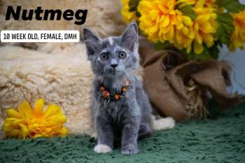Nutmeg -  Domestic Medium Hair Cat for Adoption in Sevierville, Tennessee - Nutmeg | PetCurious