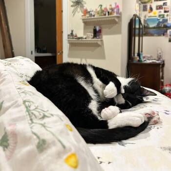 Domestic Short Hair Cats Available for Adoption - Balfour | PetCurious