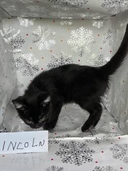Domestic Short Hair Cats Available for Adoption in Wheaton, Illinois - Lincoln | PetCurious