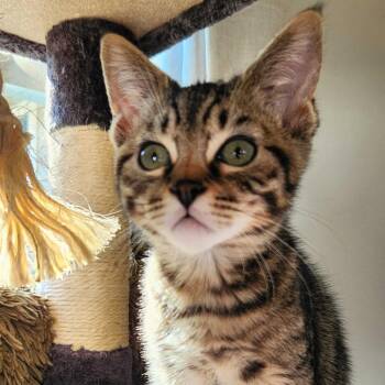 Bubba -  Domestic Short Hair Cat for Adoption in Wilsonville, Oregon - Bubba | PetCurious