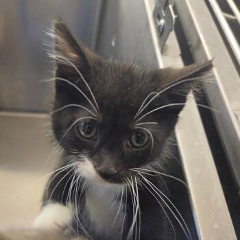 Polar -  Domestic Short Hair Cat for Adoption in Rock Falls, Illinois - Polar | PetCurious