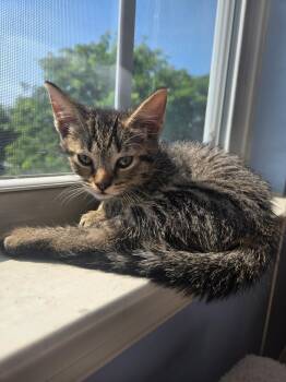 Christina -  Domestic Short Hair Cat for Adoption in Manchester, Maryland - Christina | PetCurious