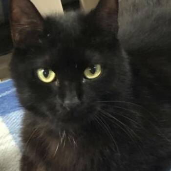Rescue Domestic Short Hair Cats for Adoption in Lakeland, Florida - Midnight | PetCurious