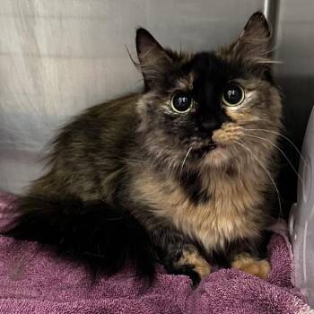 Pretty Girl -  Domestic Short Hair Cat for Adoption in Warrensburg, Missouri - Pretty Girl | PetCurious