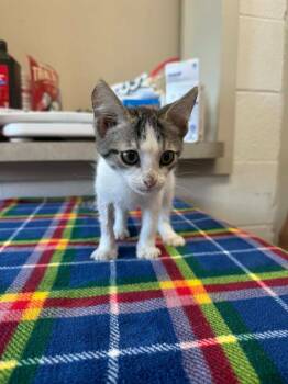 Confetti Cupcake -  Domestic Short Hair Cat for Adoption in Marion, Ohio - Confetti Cupcake | PetCurious