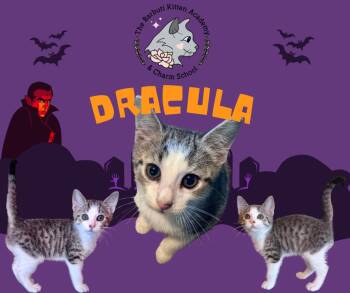 Dracula -  Domestic Short Hair Cat for Adoption in Avoca, Pennsylvania - Dracula | PetCurious