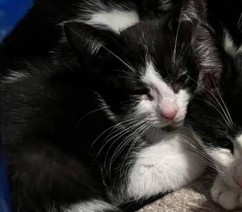 Frosted Flakes -  Domestic Short Hair Cat for Adoption in Walled Lake, Michigan - Frosted Flakes | PetCurious