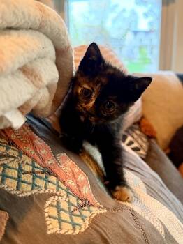 Cake -  Domestic Short Hair Cat Available for Adoption in Ferndale, Michigan - Cake | PetCurious