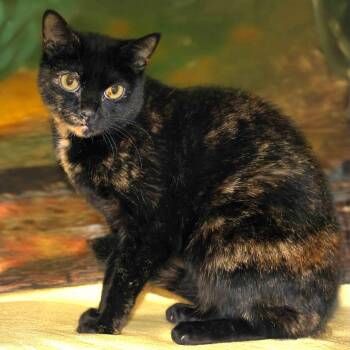 Domestic Short Hair and Tortoiseshell Cats Available for Adoption - Kokomo | PetCurious