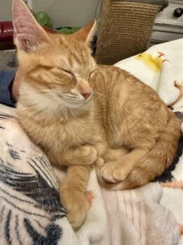 Domestic Short Hair Cats Available for Adoption in Fort Collins, Colorado - Dandelion | PetCurious