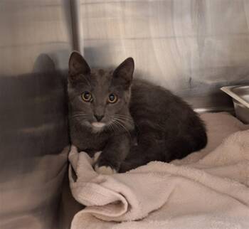 AMAYAH -  Domestic Short Hair Cat for Adoption in Hagerstown, Maryland - AMAYAH | PetCurious