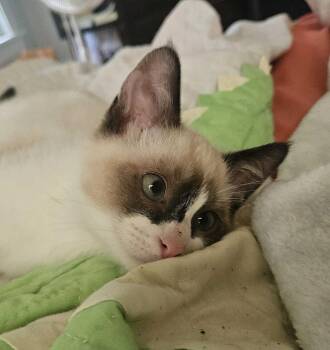 Teenjus -  Domestic Short Hair Cat for Adoption in Topeka, Kansas - Teenjus | PetCurious