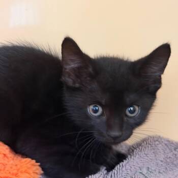 Ava -  Domestic Short Hair Cat for Adoption in East Hanover, New Jersey - Ava | PetCurious