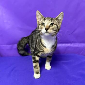 Alex 2 -  Domestic Short Hair Cat for Adoption in North Myrtle Beach, South Carolina - Alex 2 | PetCurious
