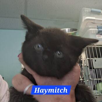 Haymitch -  Domestic Short Hair Cat Available for Adoption in Madill, Oklahoma - Haymitch | PetCurious