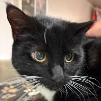 Shadow -  Domestic Short Hair Cat for Adoption in Murray, Utah - Shadow | PetCurious