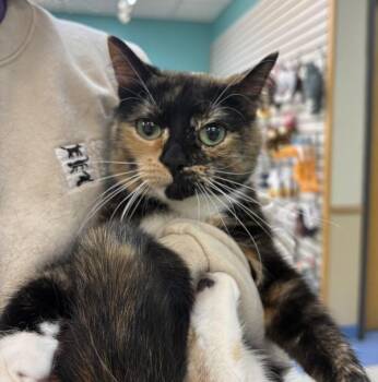 Binx -  Domestic Short Hair Cat for Adoption in Sioux City, Iowa - Binx | PetCurious