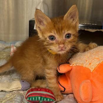 Skipper -  Domestic Short Hair Cat for Adoption in West Palm Beach, Florida - Skipper | PetCurious