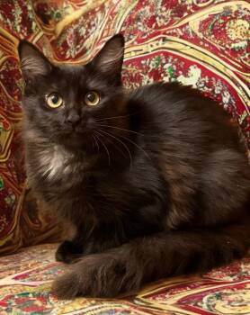 Misty -  Domestic Medium Hair Cat for Adoption in Houston, Texas - Misty | PetCurious