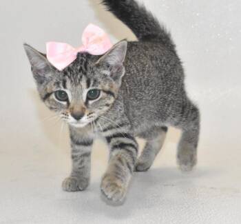 Iridessa -  Domestic Short Hair Cat for Adoption in Springfield, Ohio - Iridessa | PetCurious