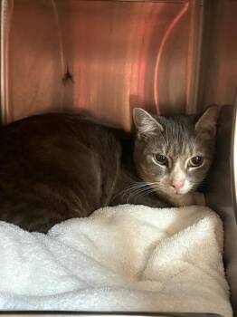 PRECIOUS -  Domestic Short Hair Cat for Adoption in Jacksonville, Florida - PRECIOUS | PetCurious
