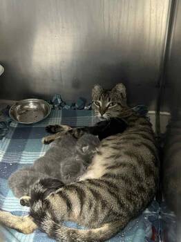 Lexi -  Domestic Short Hair Cat for Adoption in Evansville, Indiana - Lexi | PetCurious