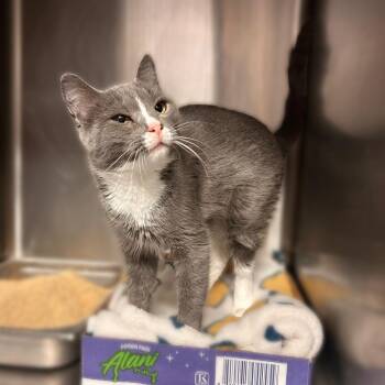 A Most Peculiar Way -  Domestic Short Hair Cat for Adoption in Davenport, Iowa - A Most Peculiar Way | PetCurious