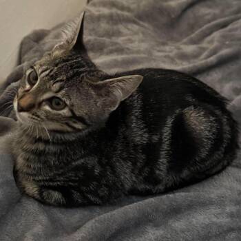 Swirly -  Domestic Short Hair Cat for Adoption in Brevard, North Carolina - Swirly | PetCurious