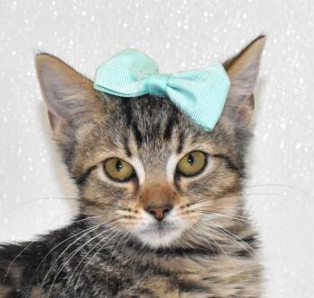 Rescue Domestic Short Hair Cats for Adoption in Springfield, Ohio - Gummy Bear | PetCurious