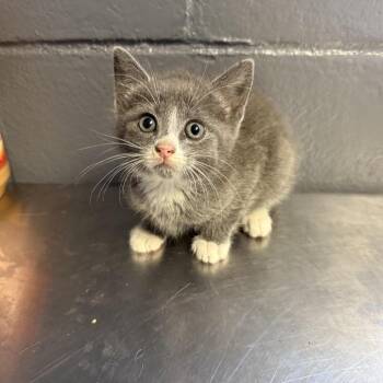 Domestic Short Hair Cats Available for Adoption in Tuscaloosa, Alabama - TUSC-Stray-84592_2 | PetCurious