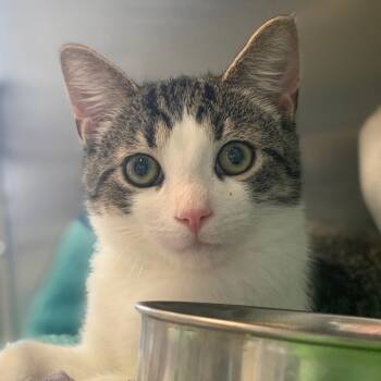 Rescue Domestic Short Hair Cats for Adoption in Lynchburg, Virginia - Slinger | PetCurious
