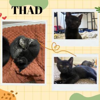 Thad -  Domestic Short Hair Cat for Adoption in Orangevale, California - Thad | PetCurious