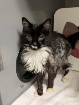 JACOB -  Domestic Long Hair Cat for Adoption in Leesburg, Virginia - JACOB | PetCurious