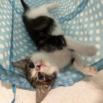 Fennec -  Domestic Medium Hair Cat for Adoption in Westminster, California - Fennec | PetCurious