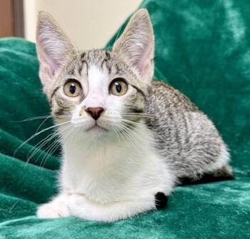Mindy -  Domestic Short Hair Cat Available for Adoption in Gary, Indiana - Mindy | PetCurious