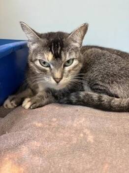 Potion -  Domestic Short Hair Cat for Adoption in Palm Coast, Florida - Potion | PetCurious