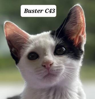 Buster -  Domestic Medium Hair Cat for Adoption in Morganton, North Carolina - Buster | PetCurious
