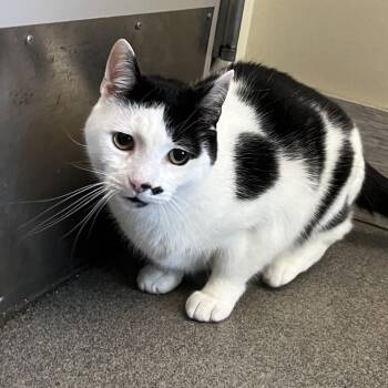 Max -  Domestic Short Hair Cat for Adoption in Concord, New Hampshire - Max | PetCurious