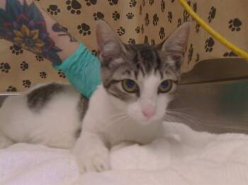 IMELDA -  Domestic Short Hair Cat for Adoption in Sacramento, California - IMELDA | PetCurious