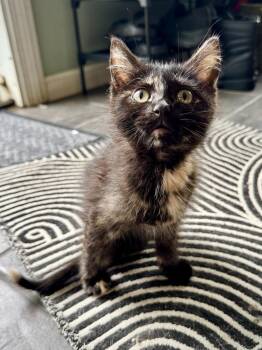 Daisy -  Domestic Short Hair and Tortoiseshell Cat for Adoption in Skyline, Minnesota - Daisy | PetCurious