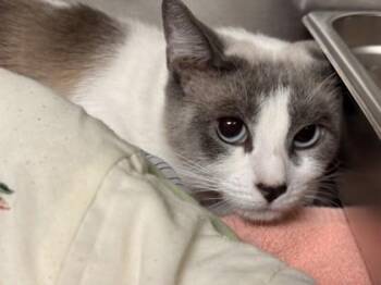 Domestic Short Hair Cats Available for Adoption in Memphis, Tennessee - Mona Lisa | PetCurious