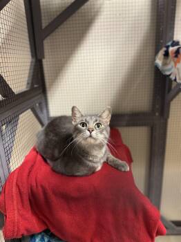 Rescue Domestic Short Hair Cats for Adoption in Mineral Point, Wisconsin - Nala | PetCurious