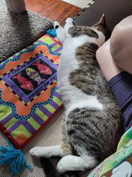 Soyer -  Domestic Short Hair Cat for Adoption in Augusta, Georgia - Soyer | PetCurious