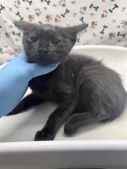 WINIFRED -  Domestic Short Hair Cat for Adoption in Riverside, California - WINIFRED | PetCurious