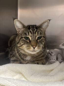 Rescue Domestic Short Hair Cats for Adoption in Salmon, Idaho - Sprout | PetCurious