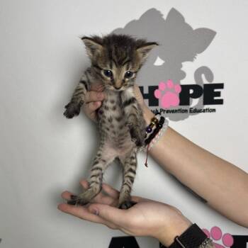Spork -  American Shorthair and Domestic Short Hair Cat for Adoption in Milton, Florida - Spork | PetCurious